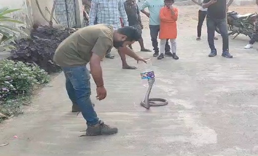 जिला अस्पताल परिसर में निकला कोबरा सांप...सर्पमित्रों ने ऐसे... - CG Sandesh