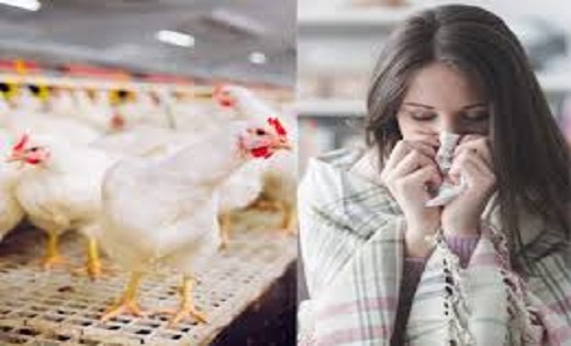 Bird Flu: नॉनवेज खाने वाले हो जाएं सावधान! तेजी से फैल रहा ब... - CG Sandesh