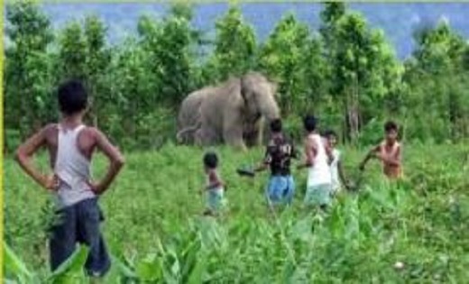 जंगल में पेड़ों की कटाई के लिए पहुंचे युवक को हाथी ने कुचलकर ... - CG Sandesh