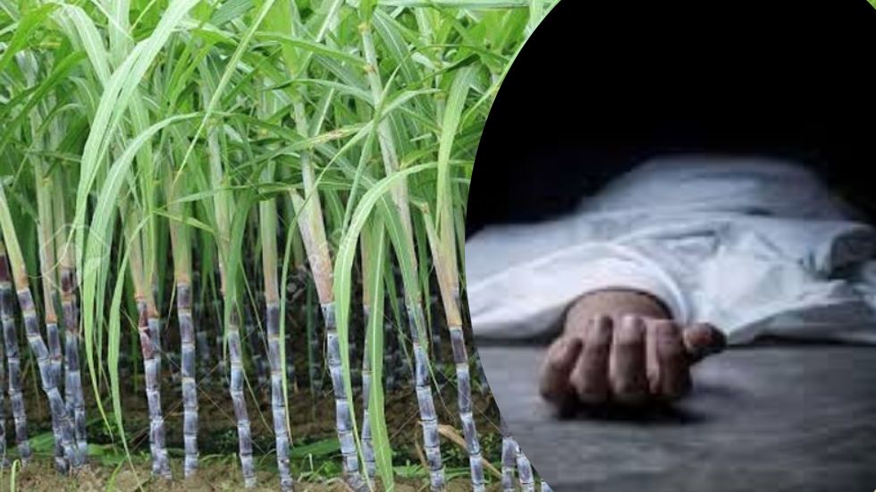 पिथौरा : गन्ने की खेत में मिली लाश, फैली सनसनी - CG Sandesh