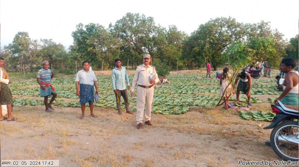 बसना वन परिक्षेत्र के 09 समितियों में लक्ष्य का 82.05 प्रतिशत तेंदूपत्ता का संग्रहण किया गया