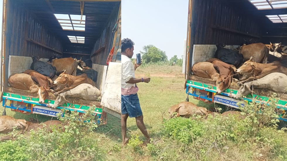 बसना : गौवंशो को ले जाते कंटेनर वाहन फंसी, आरोपी मौके से फरा... - CG Sandesh
