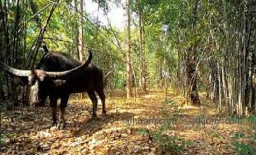 इंद्रावती टाइगर प्रोजेक्ट में पहली बार दिखा 17 वन भैंसों का ... - CG Sandesh