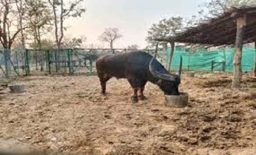 वन विभाग जारी किया खंडन : 40 नहीं 25 लाख रुपए वन भैसों के लिए किया गया आवंटन, वन भैसों पर कुल खर्च की नहीं दी जानकारी