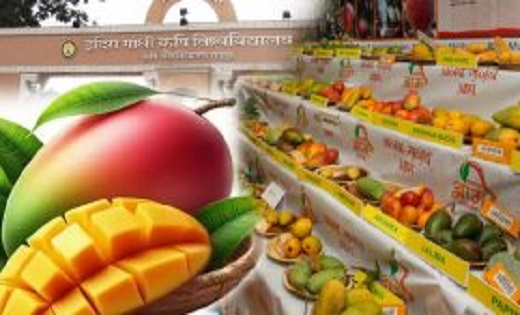 कृषि विश्वविद्यालय में राष्ट्रीय आम महोत्सव 12 से 14 जून तक,आम की 150 से अधिक किस्मों एवं 56 व्यंजनों का होगा प्रदर्शन