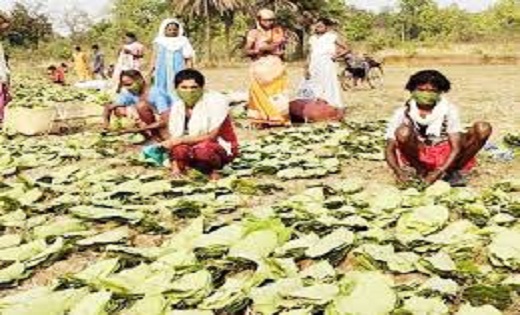 मुख्यमंत्री विष्णु देव साय का निर्देश: सुकमा, बीजापुर और नारायणपुर जिले के तेन्दूपत्ता संग्राहकों को किया जाएगा नगद भुगतान