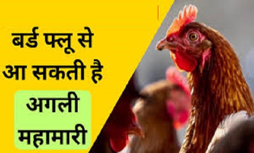 (CDC)- का दावा : बर्ड फ्लू से आ सकती है अगली महामारी...ये को... - CG Sandesh