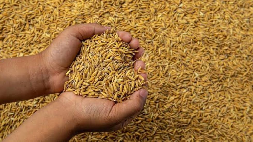किसानों को अब तक 7.72 लाख टन खाद और 6.69 लाख क्विंटल प्रमाणि... - CG Sandesh