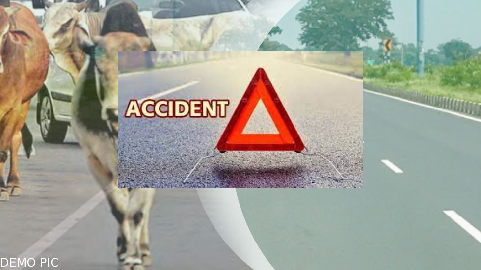 बसना : NH-53 रोड़ पर गाय आ जाने से कार की रफ़्तार की धीमी; ट्र... - CG Sandesh