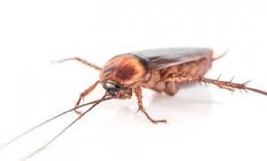बरसात के मौसम में घर में बढ़ गया है Cockroaches का आतंक, जान... - CG Sandesh