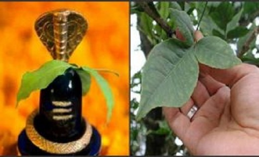 सावन में रुद्राभिषेक करते समय शिवलिंग पर कितने बेलपत्र चढ़ाएं... - CG Sandesh