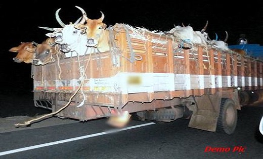 छत्तीसगढ़ में गौ तस्करी पर अब होगी सख्त कार्रवाई...जानिए क्या है नए सर्कुलर में…