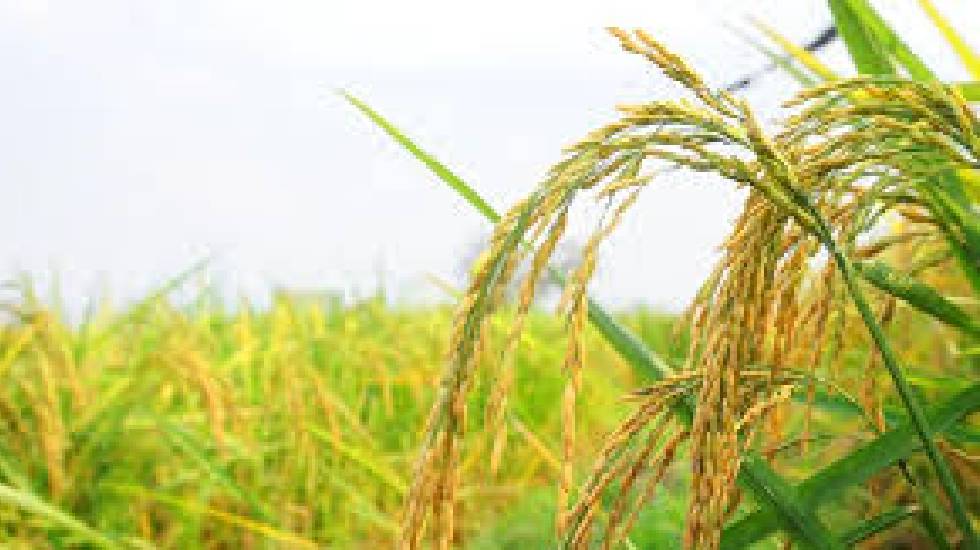 छत्तीसगढ़ में धान की उन्नत किस्मों से बढ़ेगा उत्पादन, किसानों ... - CG Sandesh