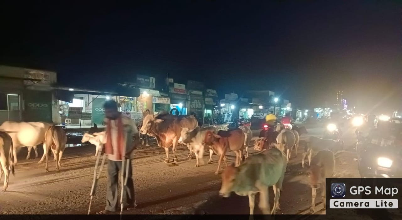 महासमुंद : कलेक्टर के निर्देश पर त्वरित कार्रवाई, आवारा पशुओ... - CG Sandesh