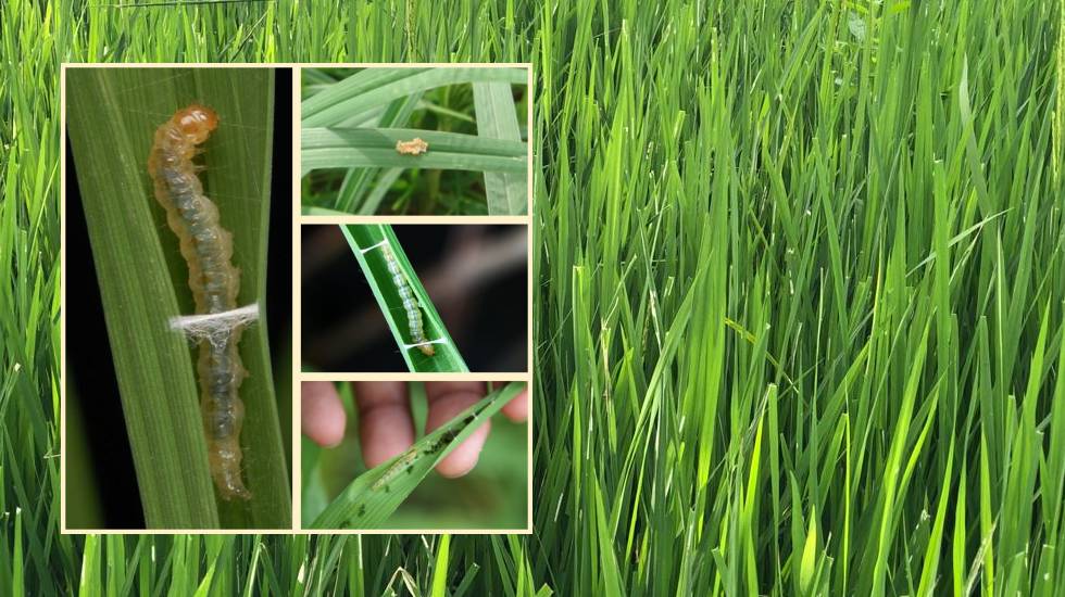 इस जिले में धान के खेतों में पत्ती मोड़क कीट (सोरटी) का दिखा ... - CG Sandesh