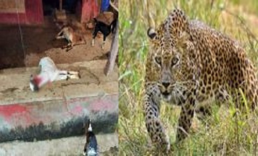 कांकेर से लगे गांव में खूंखार तेंदुए का आतंक, घर में घुसकर त... - CG Sandesh