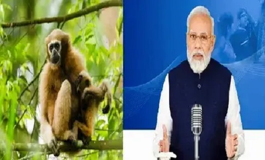 Mann Ki Baat 113th : पीएम मोदी ने बताई 'हूलॉक गिबन' की कहानी, जहां जंगलों में बढ़ रही इंसान और वन्य जीवों की दोस्ती