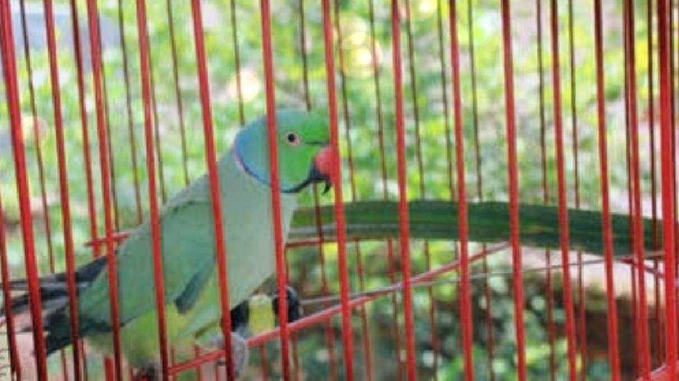 महासमुंद : तोते और संरक्षित पक्षियों को कैद में रखने एवं खरी... - CG Sandesh