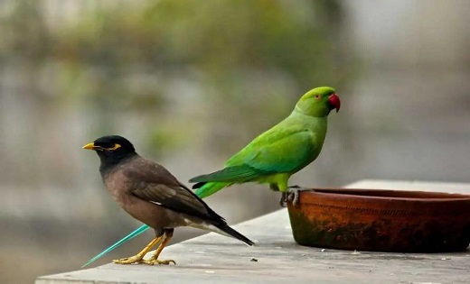तोता-मैना जैसे अन्य पक्षियों को घर में पालने वालों के लिए राहत की खबर, कार्रवाई संबंध में जारी निर्देश स्थगित