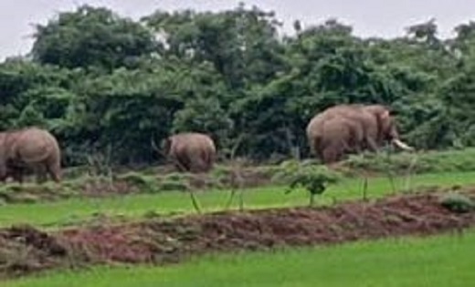 झरझरा वाटर फॉल पर अचानक पहुंचे 3 दंतेल हाथी,मचा हड़कंप, जान ... - CG Sandesh