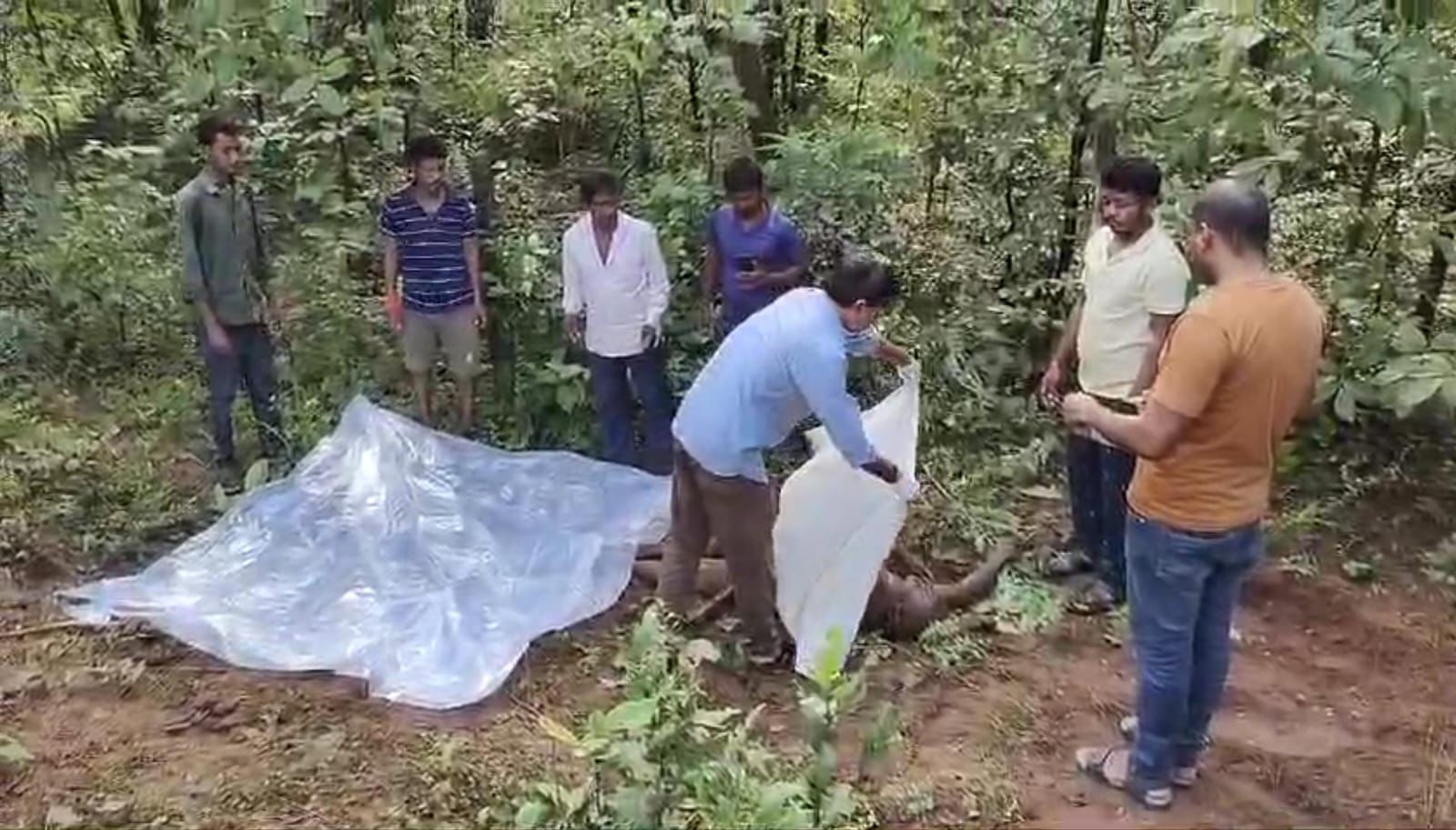 CG : मशरूम तोड़ने जंगल गए ग्रामीण को हाथी ने पटक - पटक कर मा... - CG Sandesh
