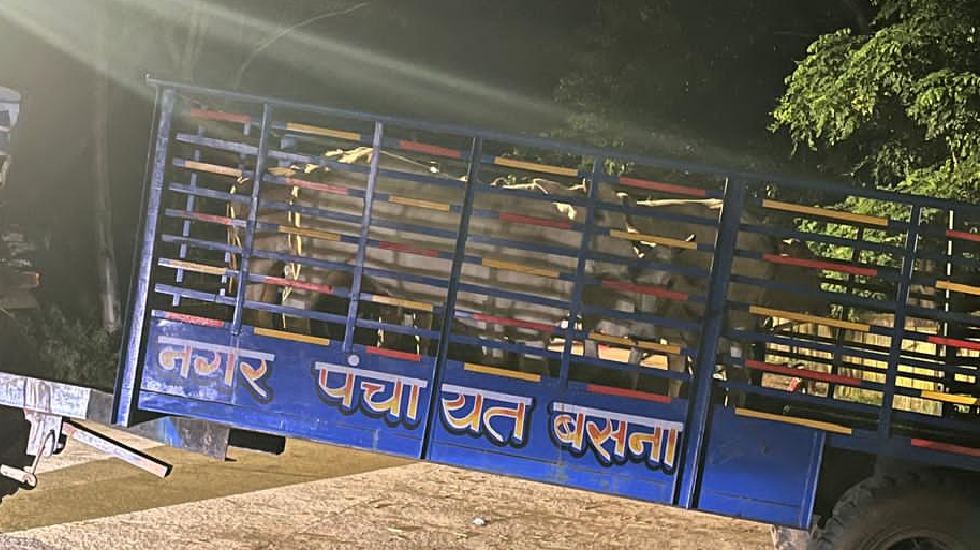 बसना : सड़कों से उठाकर जंगलों में छोड़े जा रहे मवेशी ! गौ रक्ष... - CG Sandesh