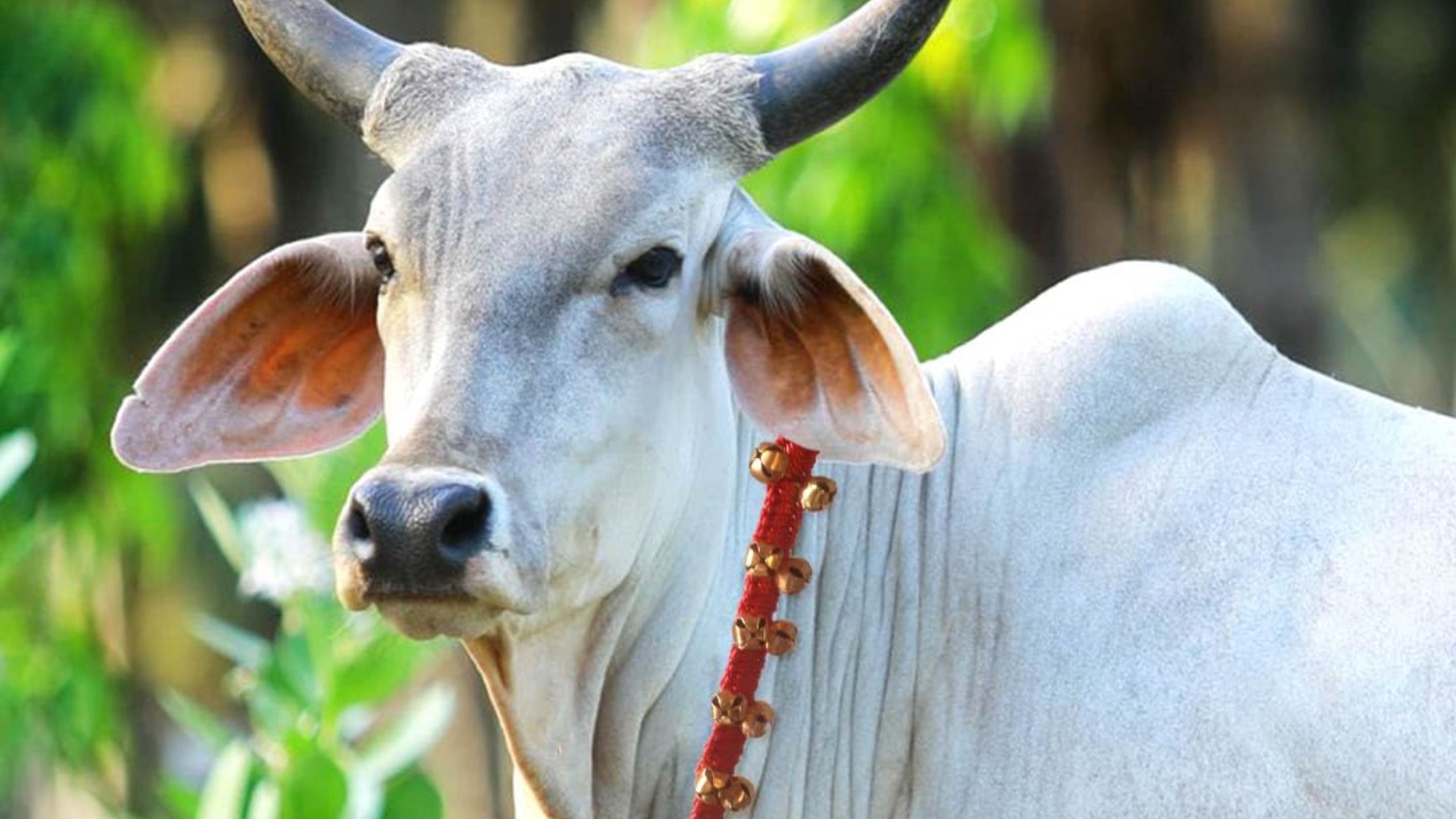   भारत के इस राज्य सरकार का बड़ा फैसला, गाय को राज्यमाता किया... - CG Sandesh