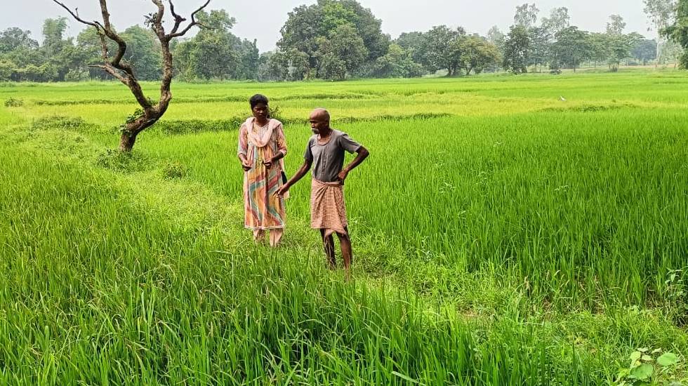 CG : तना छेदक, बंकी और झुलसा जैसे बीमारियों से बचाव के लिए क... - CG Sandesh