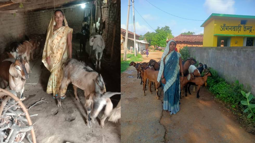 बसना : सक्षम योजना की मदद से बकरी पालन कर आत्मनिर्भर बनीं भू... - CG Sandesh