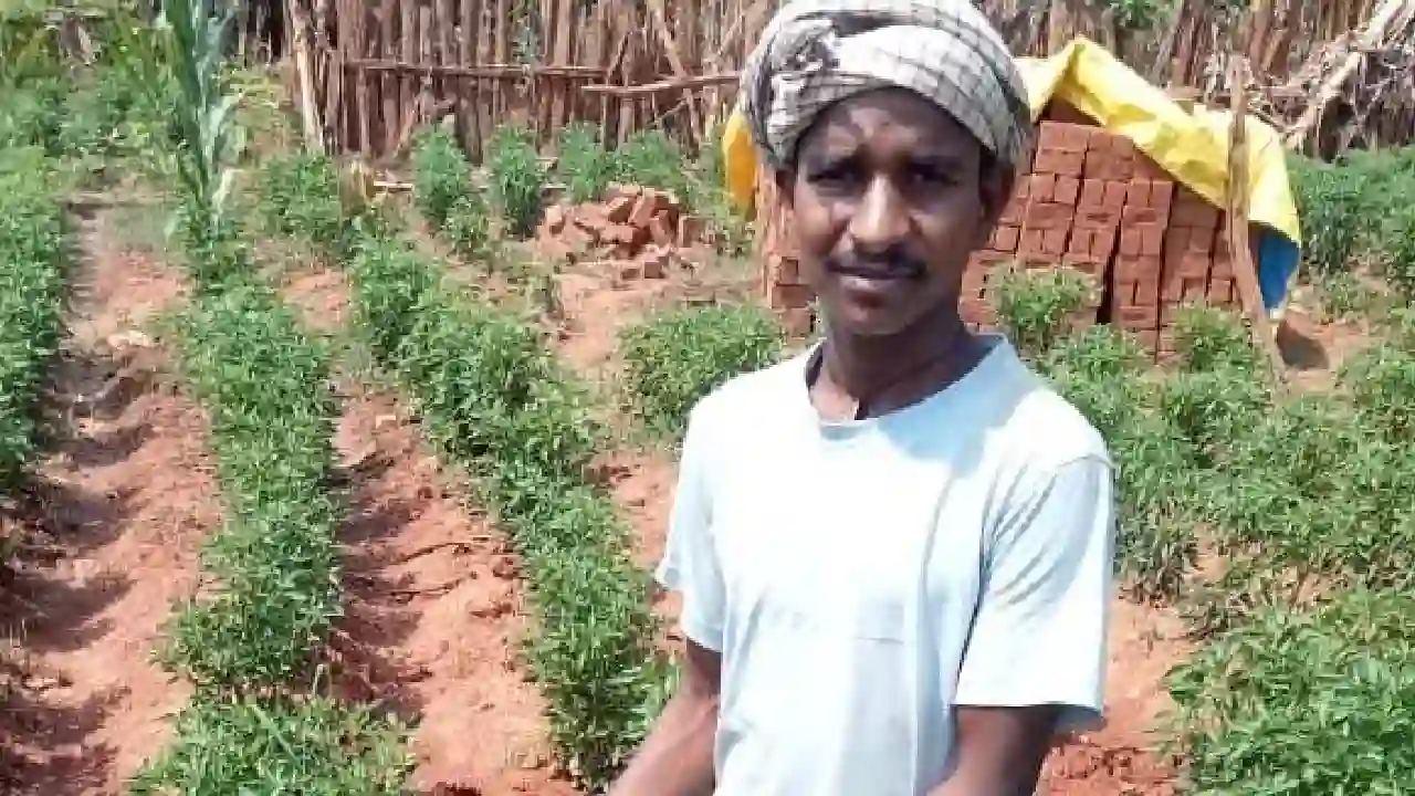 CG : मिर्च की खेती से मिला आमदनी का नया रास्ता - CG Sandesh