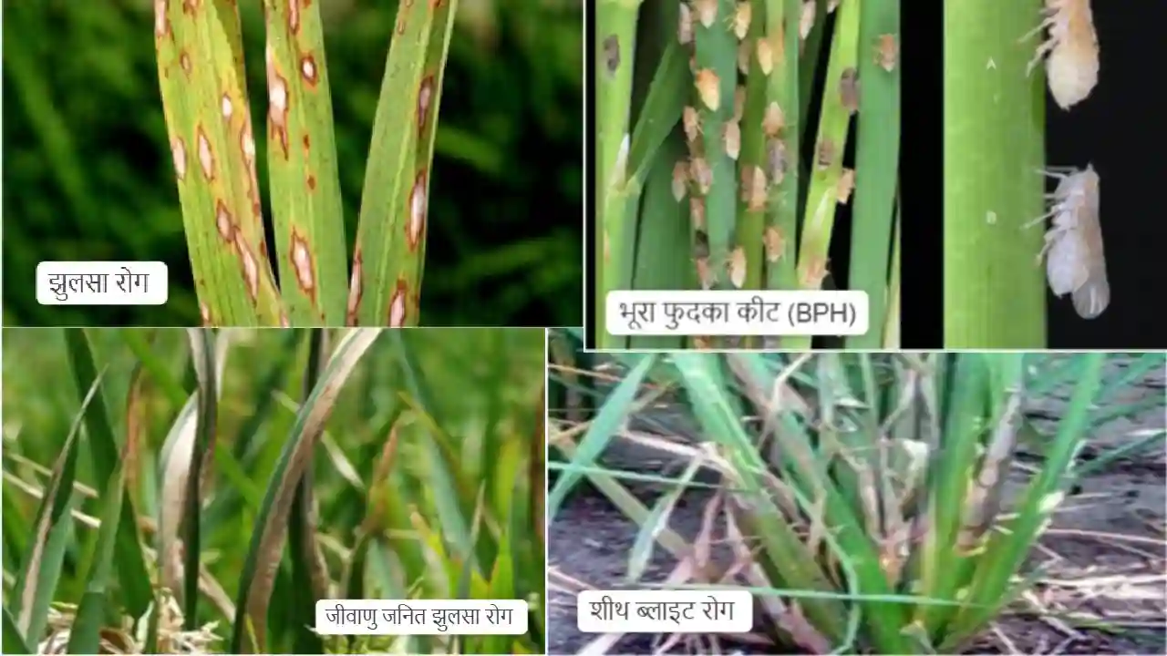CG : धान की फसलों में रोग व कीट प्रकोप से बचाव के लिए किसान ... - CG Sandesh