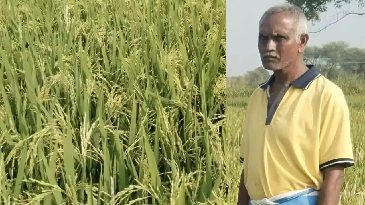 CG : धान की इस किस्म से कम पानी में होगी जबरदस्त पैदावार - CG Sandesh
