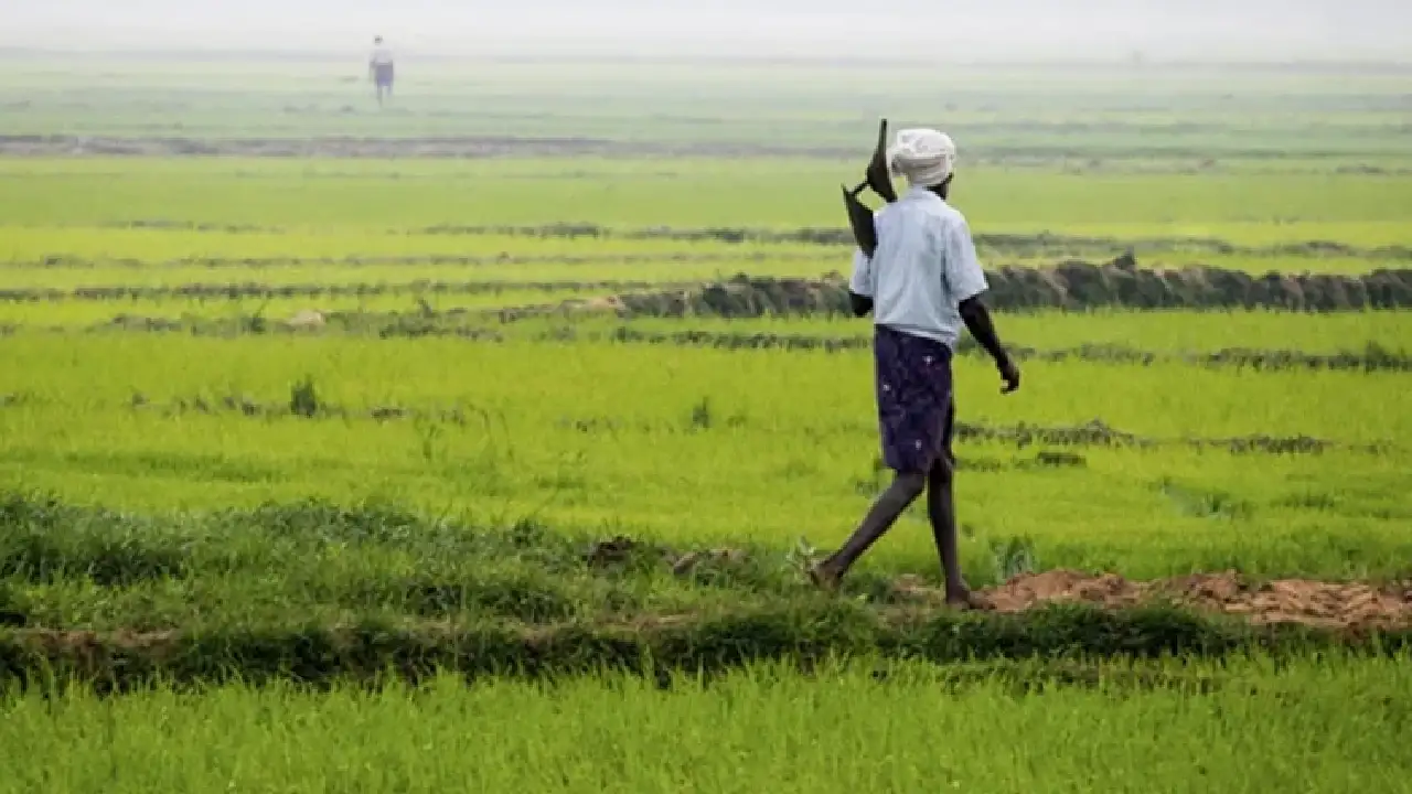 धान उपार्जन वर्ष 2025-26 हेतु  संस्थागत पंजीयन, डुबान क्षेत्... - CG Sandesh