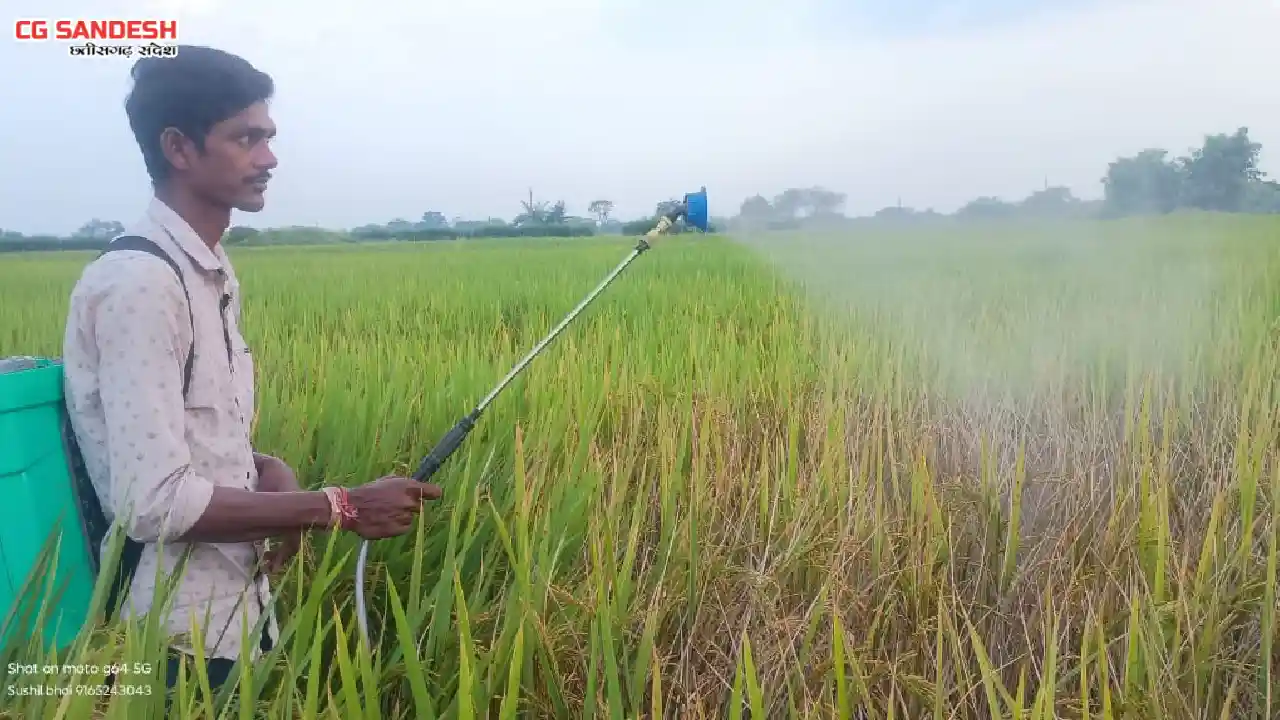 बसना : शीत ब्लास्ट थमने के बाद अब भूरा माहू का कहर, किसानों ... - CG Sandesh