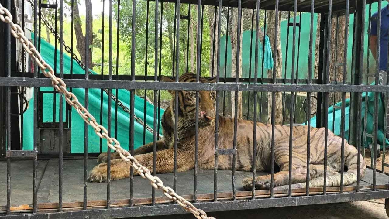 CG : नहीं रही छत्तीसगढ़ की बाघिन बिजली, गुजरात में इलाज के दौ... - CG Sandesh
