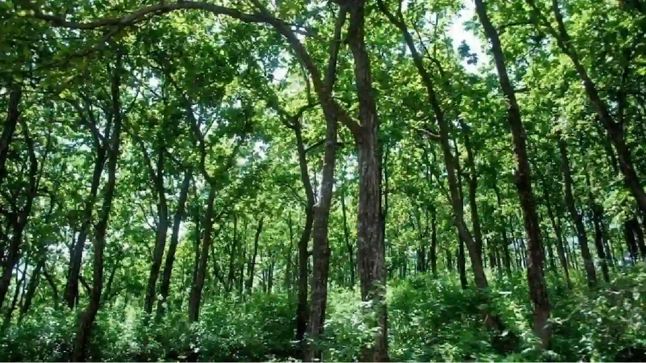 भारत वन क्षेत्र में दुनिया में 9वें स्थान पर, वार्षिक वृद्धि... - CG Sandesh