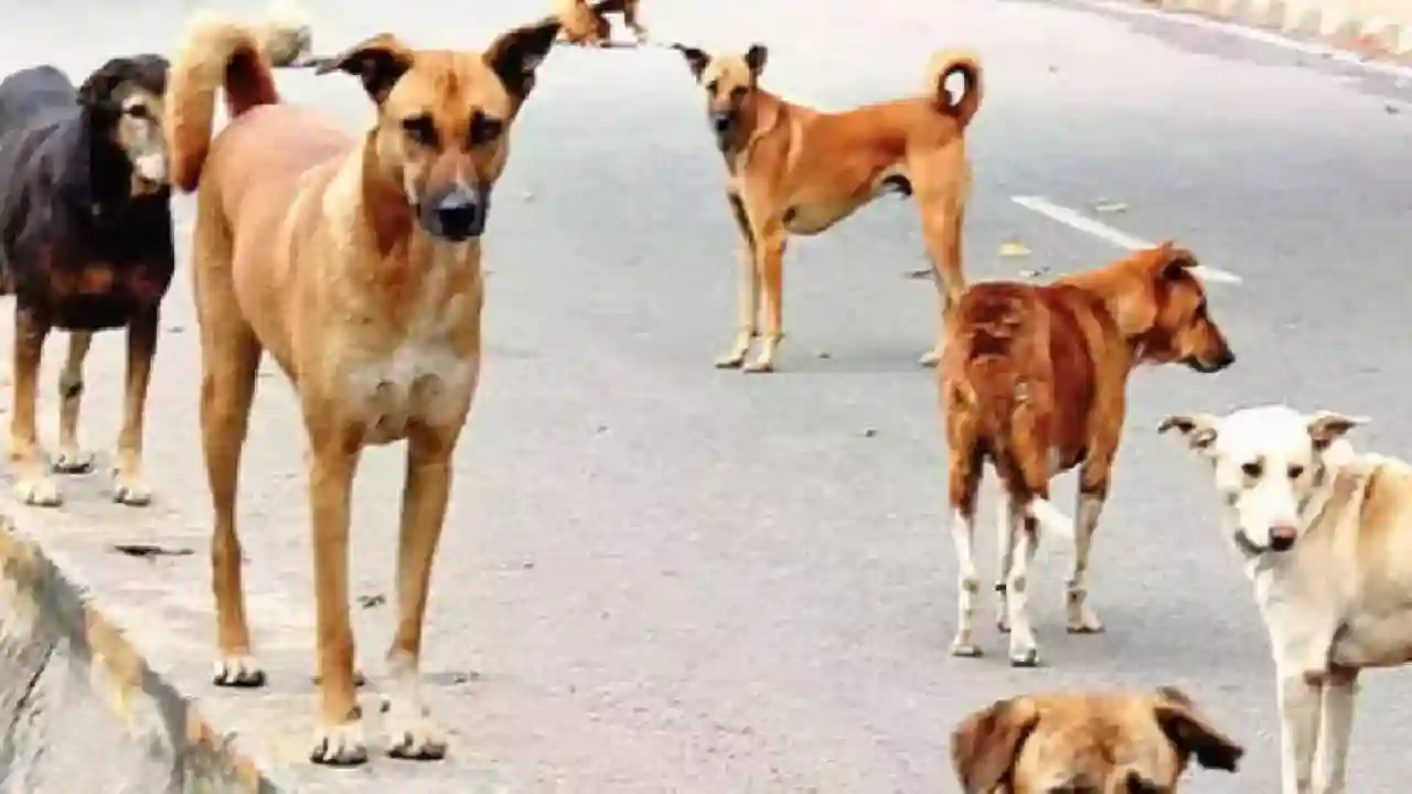 सुप्रीम कोर्ट ने आवारा कुत्तों के मामले में राज्यों की चुप्प... - CG Sandesh