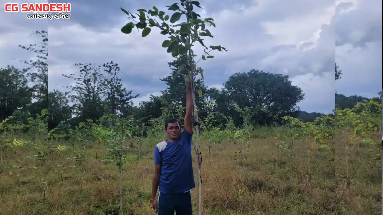 CG : चन्दन की खेती से समृद्धि की ओर युवा किसान गुलशन - CG Sandesh