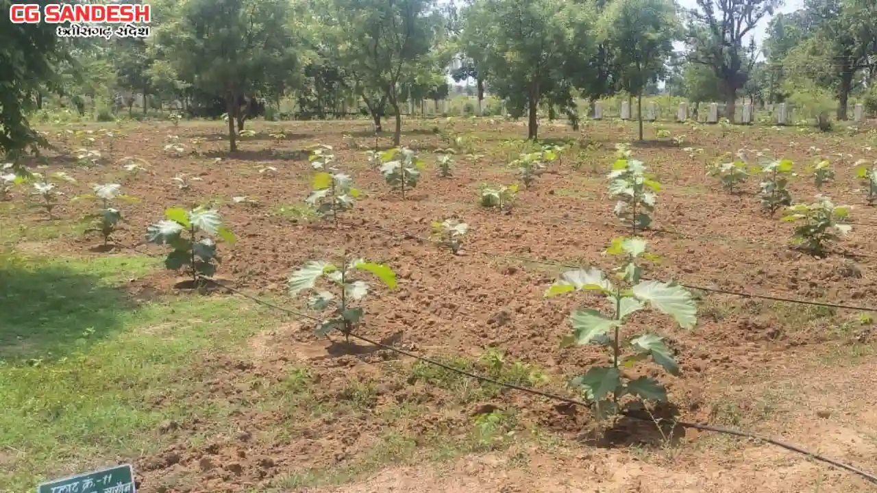 महासमुंद : किसान वृक्ष मित्र योजन, किसानों की आय बढ़ाने की द... - CG Sandesh
