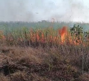 CG : गन्ने की फसल में लगी भीषण आग, 17 एकड़ की फसल राख, किसानों में भारी आक्रोश