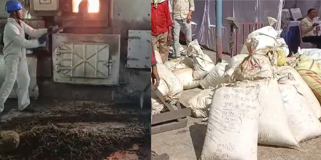 महासमुंद पुलिस ने नष्ट किया 900 किलो से ज्यादा गांजा