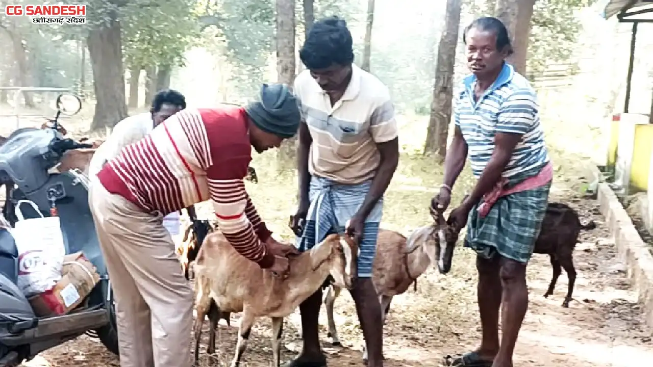 बसना विकासखंड के कुदारीबाहरा में पशुधन विभाग का टीकाकरण एवं ... - CG Sandesh