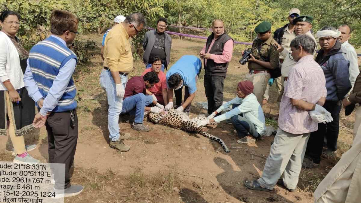  CG : झाड़-फूंक के नाम पर मादा तेंदुए की बलि, 7 आरोपी गिरफ्त... - CG Sandesh