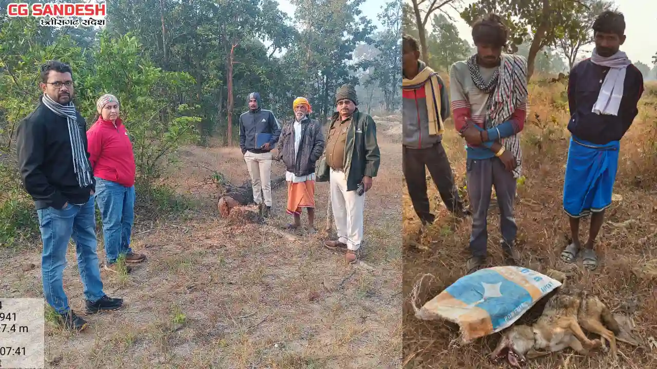 महासमुंद वनमण्डल में अवैध गतिविधियों पर सख्त कार्रवाई - CG Sandesh
