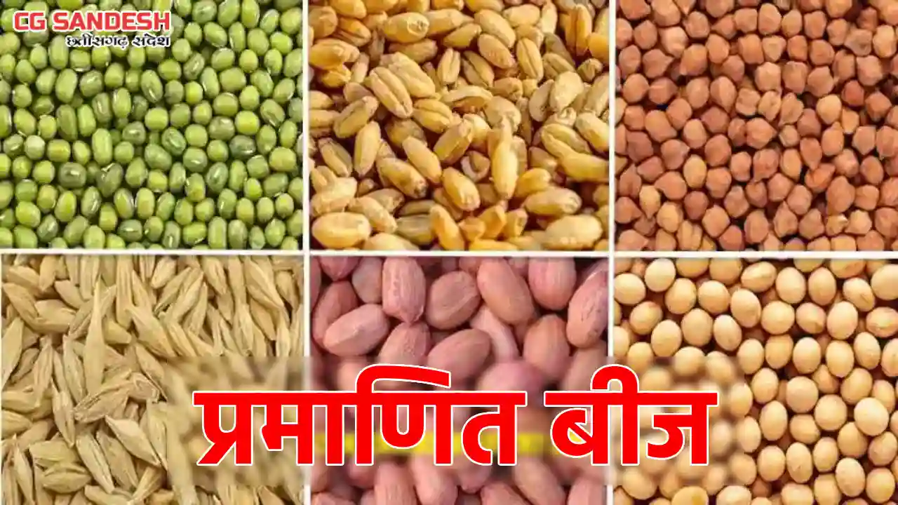 CG : किसानों को मिलेगा प्रमाणित बीज, सरकार ने शुरू की तैयारी - CG Sandesh