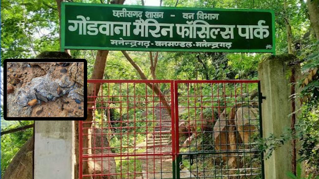 CG : 293 मिलियन साल पुराने समुद्री जीवाश्मों का राज़ खोलता गो... - CG Sandesh