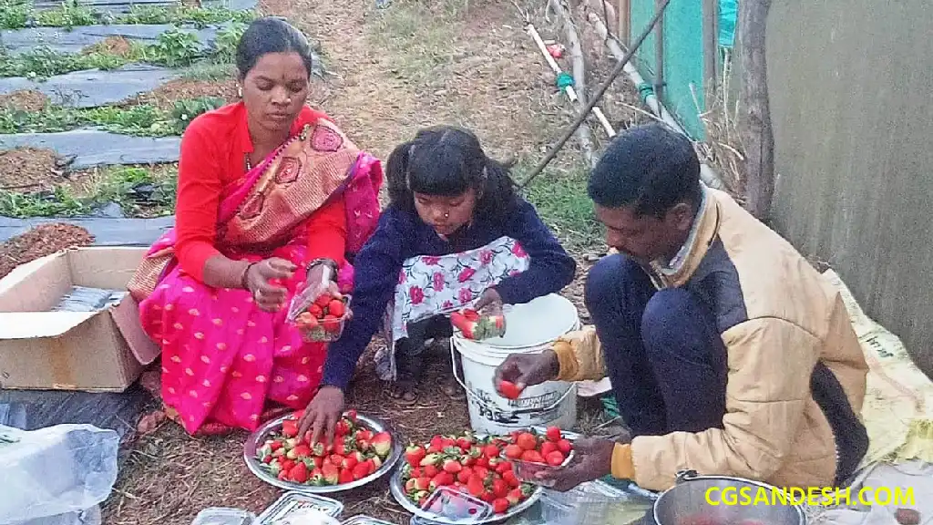 CG : अंचल में लोकप्रिय हो रही है स्ट्राबेरी की खेती, प्रति ए... - CG Sandesh