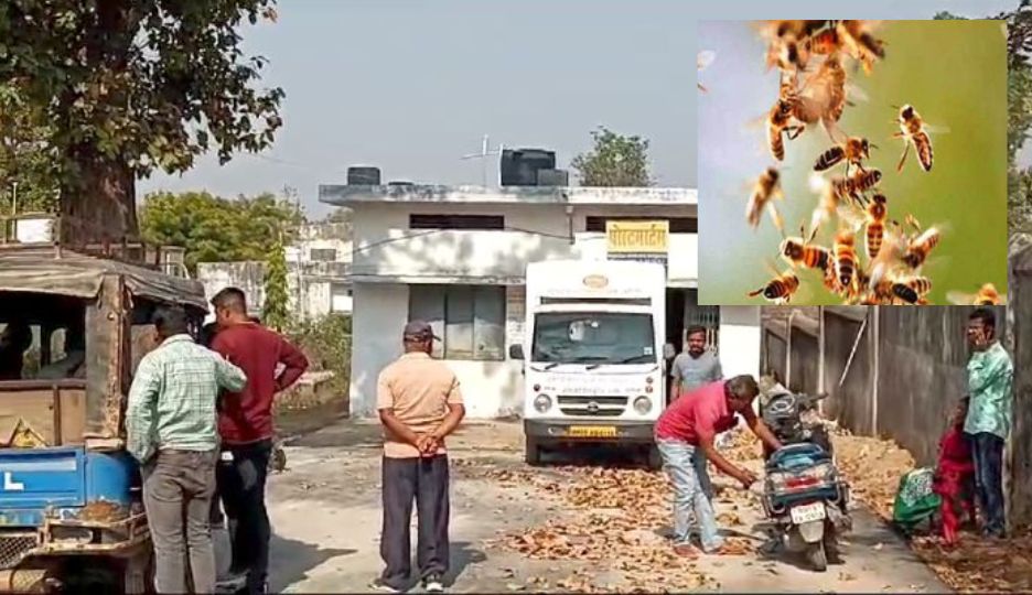 CG : मधुमक्खियों के हमले से एक व्यक्ति की मौत, तीन लोगों की हालत गंभीर