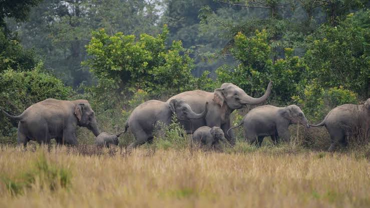 CG : 60 वर्ष के हाथी की मौत, पिछले दो माह से गंभीर रूप से था... - CG Sandesh