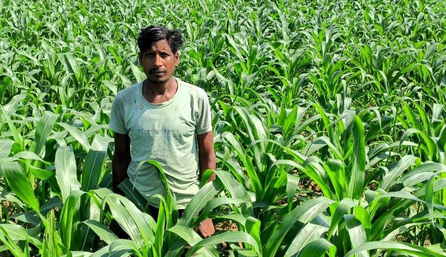 CG : 2 एकड़ भूमि में मक्का की खेती, 88,200 रुपये की शुद्ध आमद... - CG Sandesh